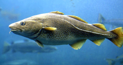 Stockfish NNUE 2020-07-06